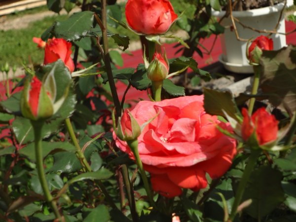 Розы - королевские цветы