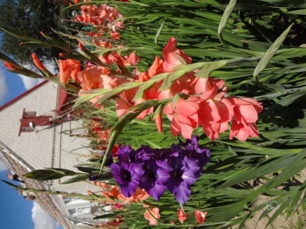 Гладиолусы - радуга цветов