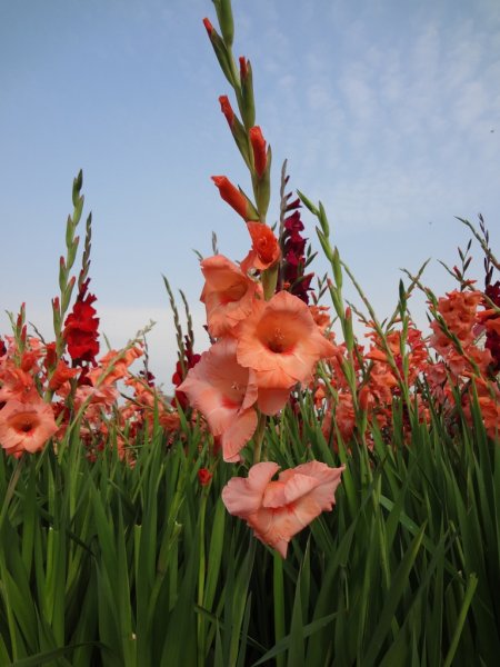 Гладиолусы - пик цветения